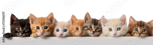 Banner with cats in a row isolated on transparent background.