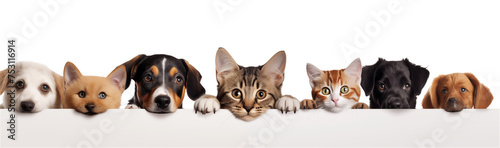Banner with cats and dogs in a row isolated on transparent background.