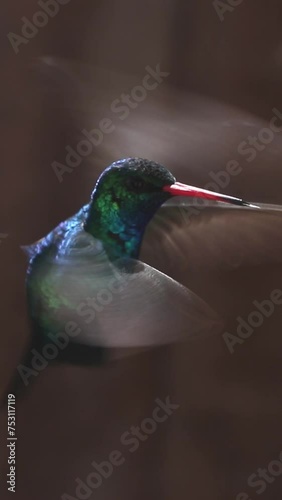 Close-up of hummingbird flying.