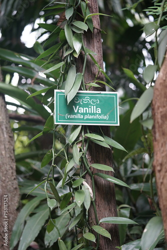 Vanilla tree sign on the farm with nature and plants.