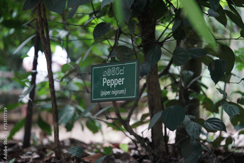 pepper tree sign in a garden. english and sri lanka language.