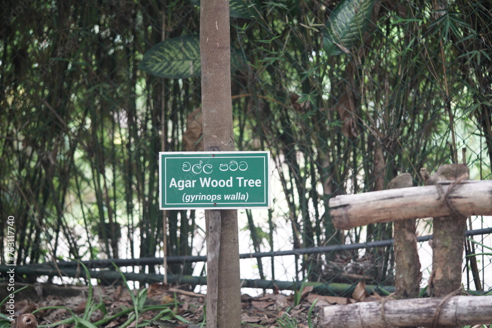 Agaar wood tree sign (label), in a garden. english and sri lanka language.