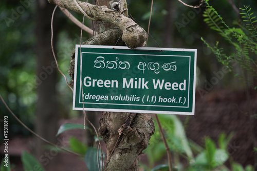 Green milk weed tree sign in a garden. english and sri lanka language.