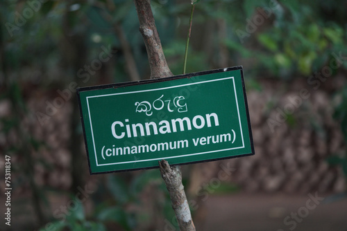 Cinnamon tree sign in a garden. english and sri lanka language.     