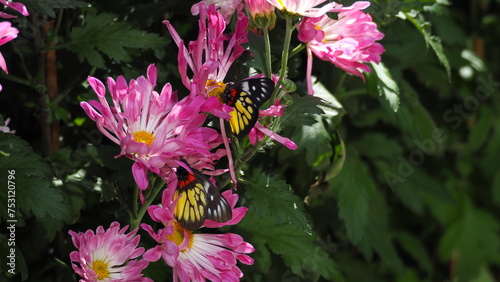 2 Red-base Jezebel (Delias pasithoe) butterflies on lilac Chrysanthemum flowers with patches of sun light, against bokeh background of green leaves photo