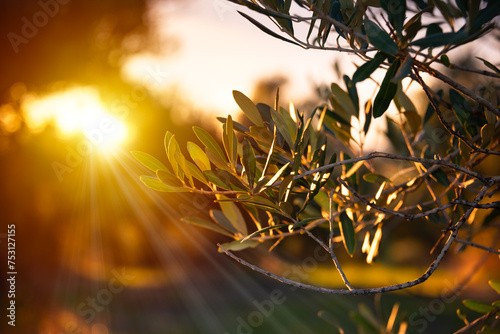 Olive tree in garden on sunset © Maresol