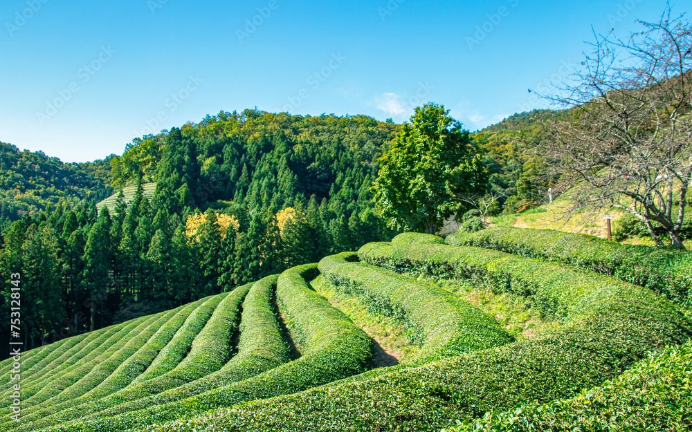 Landscape view of greenery tea farmland in Boseoung, South Korea, 