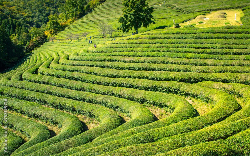 Landscape view of greenery tea farmland in Boseoung, South Korea, Landscape view of greenery tea farmland in Boseoung, South Korea,