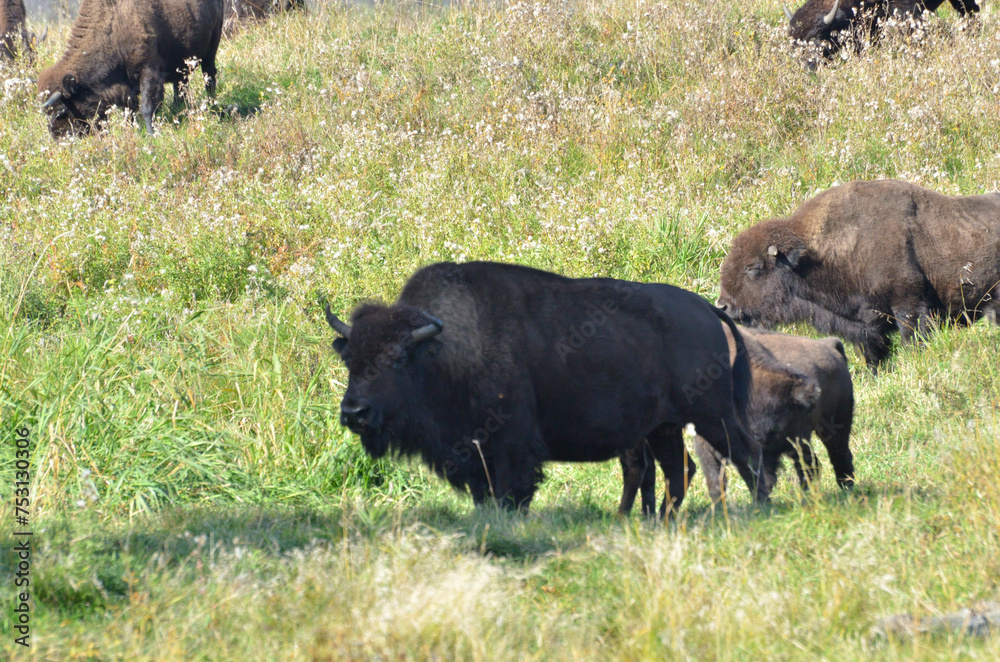 Bison at Elk Island Park, Alberta, Canada Bison at Elk Island Park, Alberta, Canada