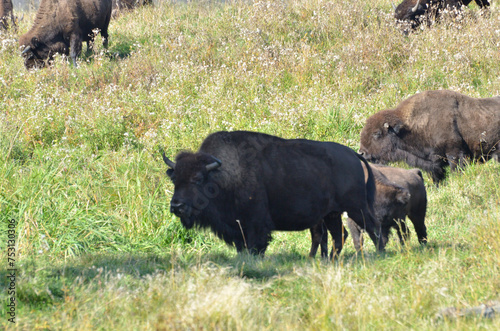 Bison at Elk Island Park, Alberta, Canada