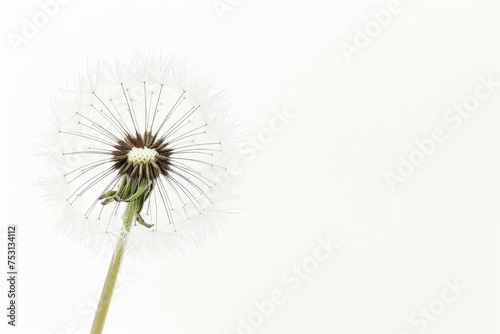 A dandelion seed head is being blown by the wind against a white background.