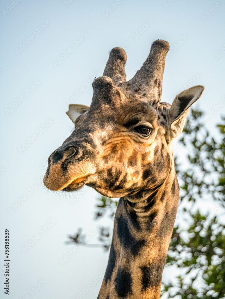 Male giraffe (Giraffa camelopardalis rothschildi) in Mburo National Park in Uganda. Male giraffe (Giraffa camelopardalis rothschildi) in Mburo National Park in Uganda.