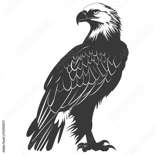 Silhouette eagle animal black color only full body photo