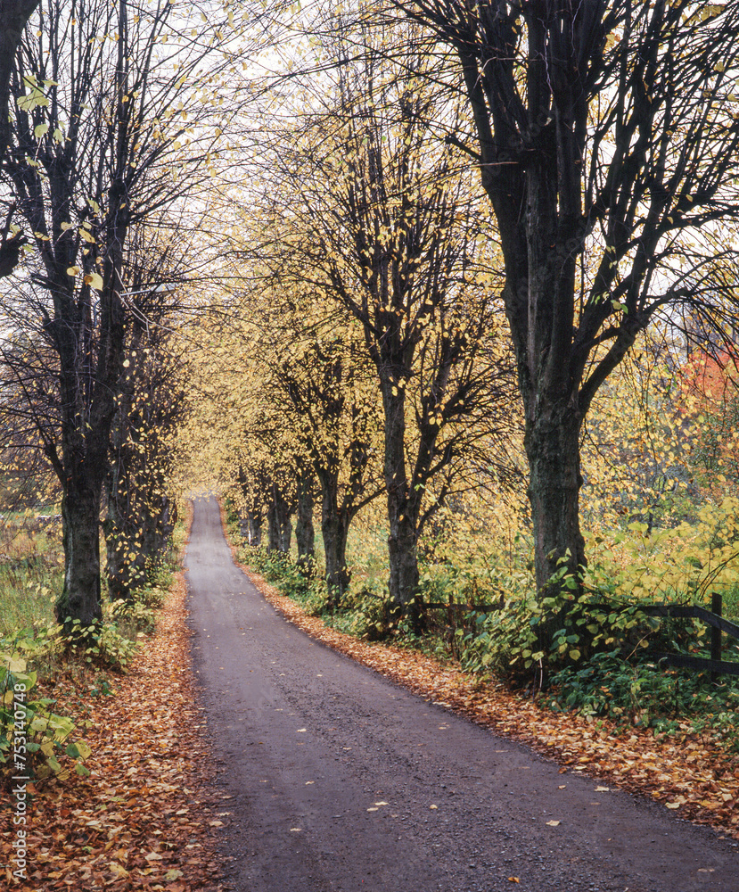 autumn in the park, nacka,sverige,stockholm, sweden,Mats