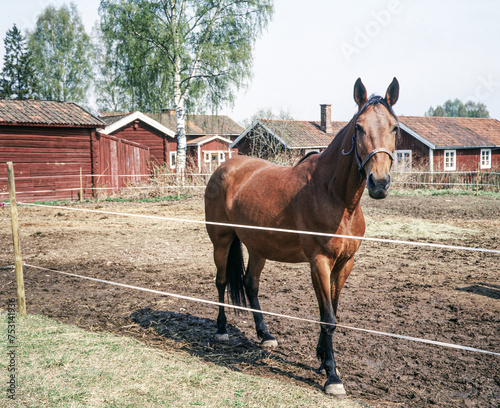 horse and foal, sverige, sweden, Mats