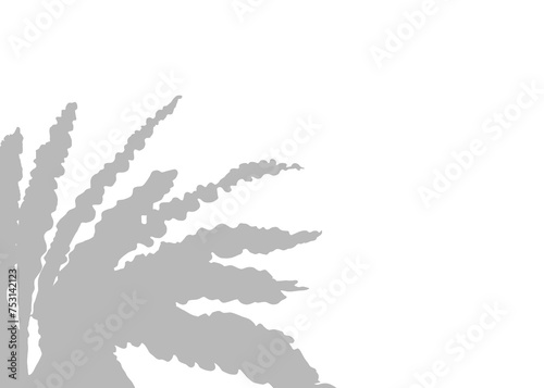 Slika na platnu Grey natural leaf nest fern shadow element for decoration