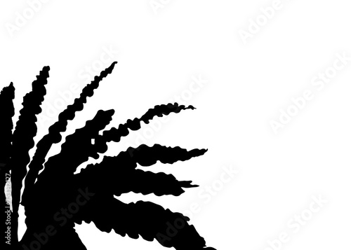 Black natural leaf nest fern shadow element for decoration. On isolate  background. Aslenium nidus or bird's nest fern silhouette. photo