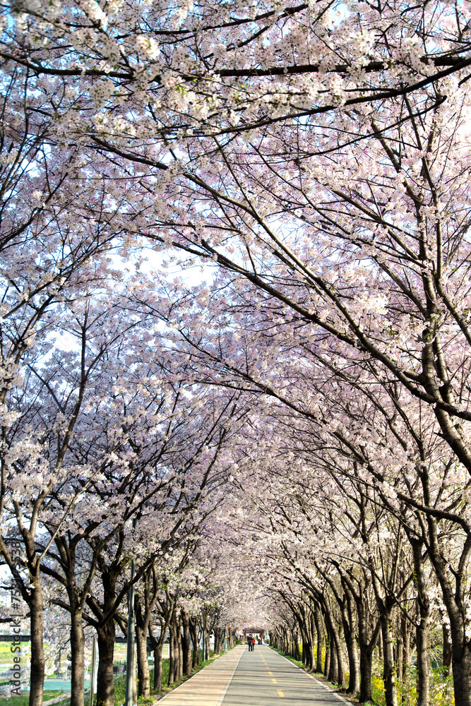 Cherry blossom flowers on the street in spring Cherry blossom flowers on the street in spring