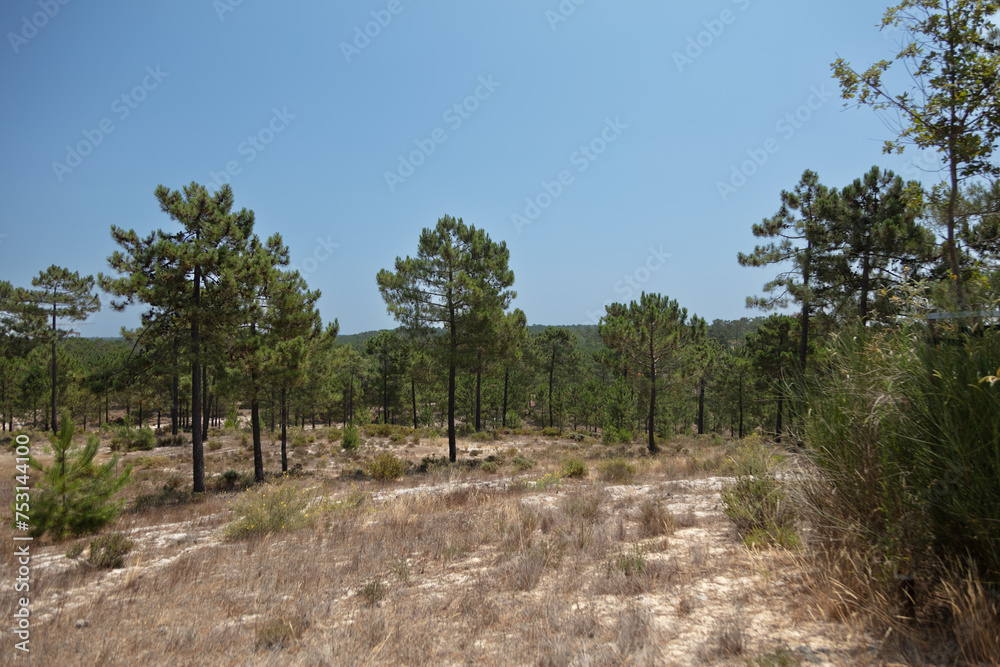 Pine forest in Comporta Alentejo, Portugal