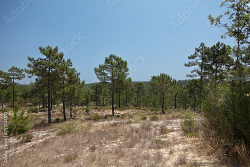 Pine forest in Comporta Alentejo, Portugal