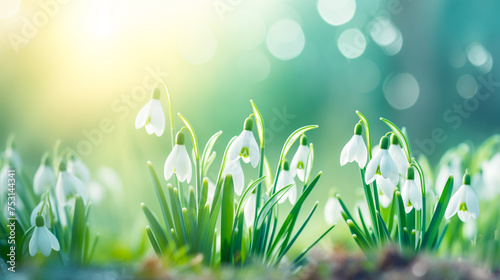 Spring Concept. Delicate snowdrop flowers on the background of the forest.