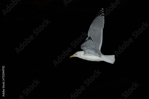 White dove flying with black background