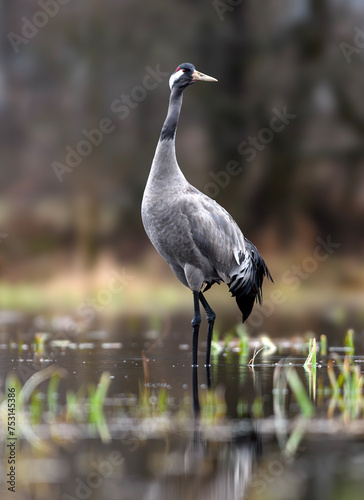 Common crane  Grus grus  in the wild. Early morning on swamp erens.