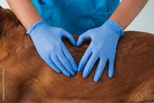 A veterinarian in a blue uniform and gloves made a heart symbol with his hands against the background of the fur of a golden retriever dog. Banner for the holiday of Veterinarian Day.