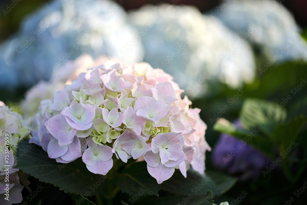 pink hydrangea flower in close up pink hydrangea flower in close up