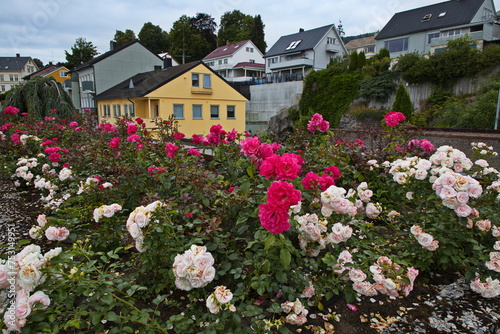 Roses on the roof of the town hall in Molde, More og Romsdal county, Norway, Europe 