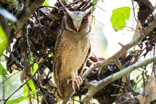 White-fronted Scops owl photo