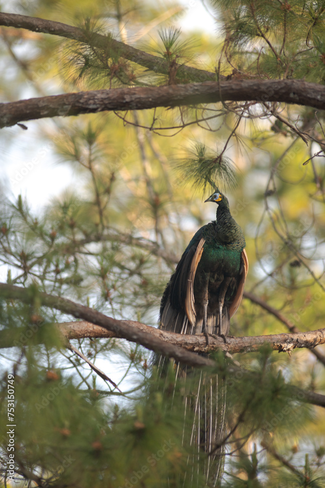 Male of green peafowl showing off its feathers. Male of green peafowl showing off its feathers.
