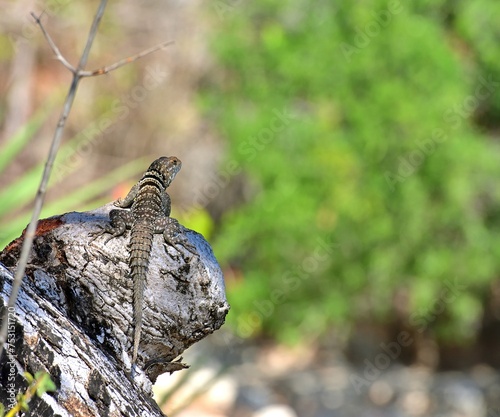 Iguanid lizard on a rock photo