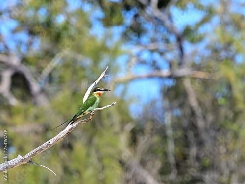 Madagascar bee-eater on a branch photo