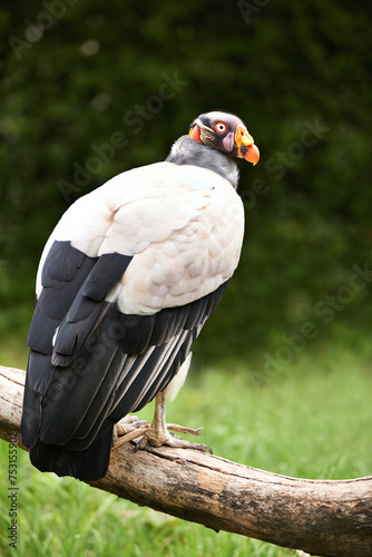 Vulture or bird  branch and nature in zoo for food  relaxation and standing in landscape. Wildlife  carnivore animal or bird with feathers in outside environment with wooden and grass in countryside