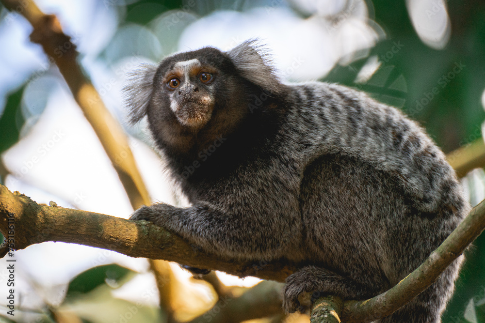 close up from a Sagui monkey in the wild, in the countryside of São Paulo Brazil.