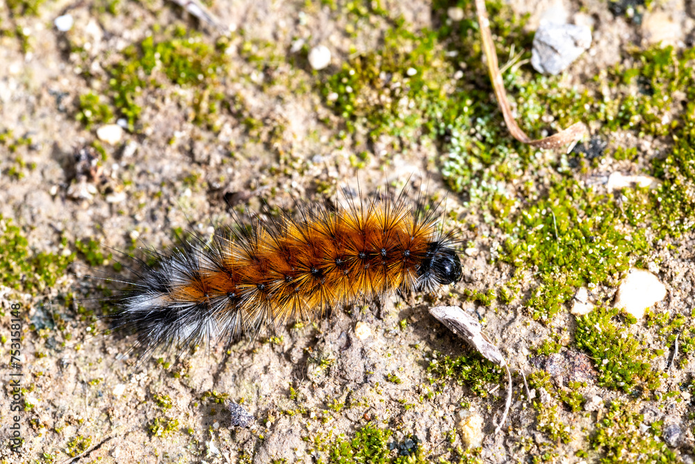 Pine Processionary Caterpillar on Mossy Ground, Spain Pine Processionary Caterpillar on Mossy Ground, Spain