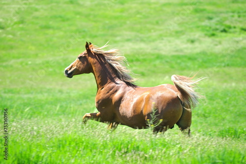 horse on the meadow © halitomercamci