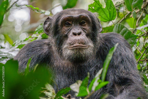 Chimpanzee portrait close up in Kibale National Park  Uganda