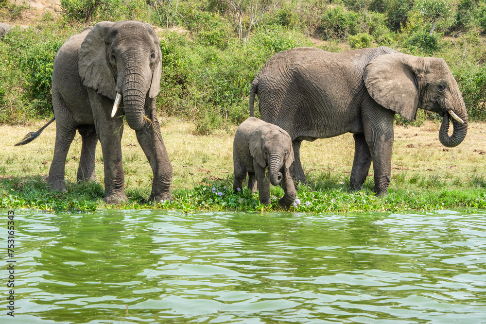 Fototapeta premium Elelphants drink water at the edge of Kazinga channel, Uganda
