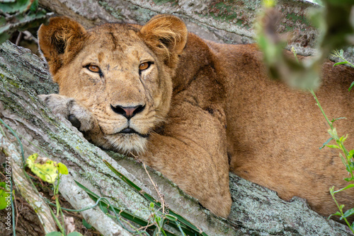 Female lion resting in a cactus tree looking at camera close up