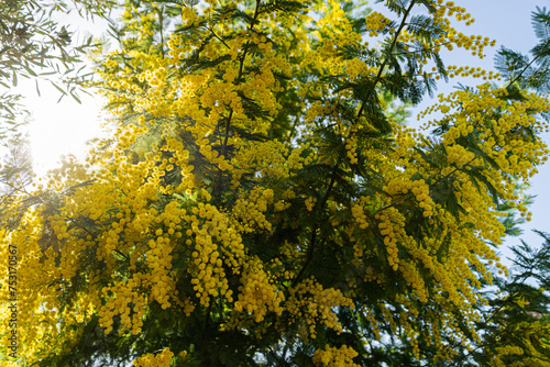 Blooming Mimosa tree in sprint 2024