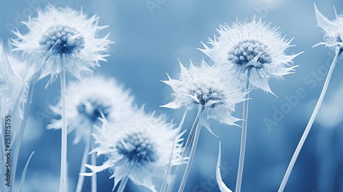 A close-up image showcases the cyanotype tone effect on a flower pom pom seed head, adding depth and texture to the photograph. photo