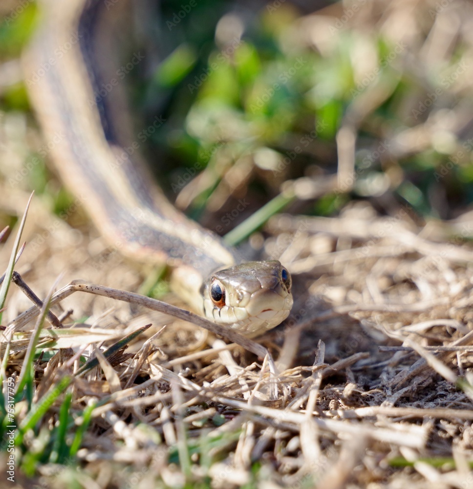 Snake in the Grass in Large Field Snake in the Grass in Large Field