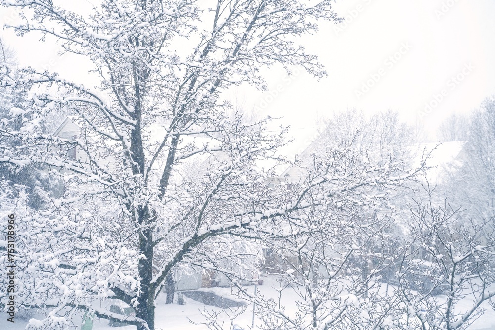 custom made wallpaper toronto digitalSnow covered backyard trees - Winter background, selective focus