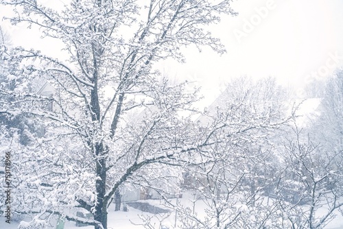Snow covered backyard trees - Winter background, selective focus © vm2002
