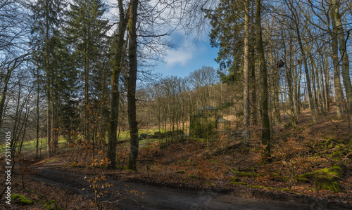 Wald  Forst mit herbstlichen Licht und Farben im M  rz