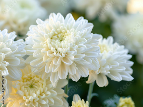 Delicate White Chrysanthemums with Soft Petals and Bright Centers