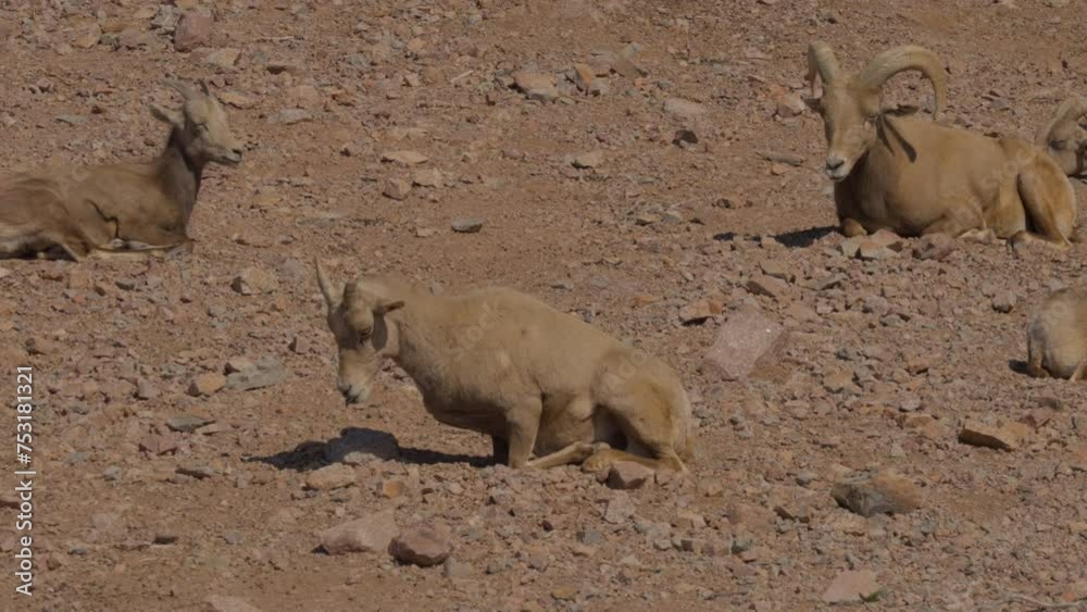 This video shows a desert big horn sheep (Ovis canadensis) laying down in a mountainous landscape filled with it's fellow herd members. This video shows a desert big horn sheep (Ovis canadensis) laying down in a mountainous landscape filled with it's fellow herd members.