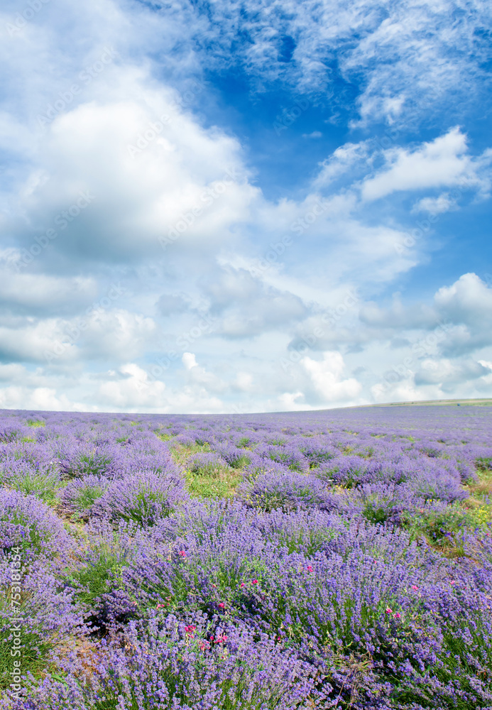 Obraz premium A field of blooming lavender and sky. Vertical photo